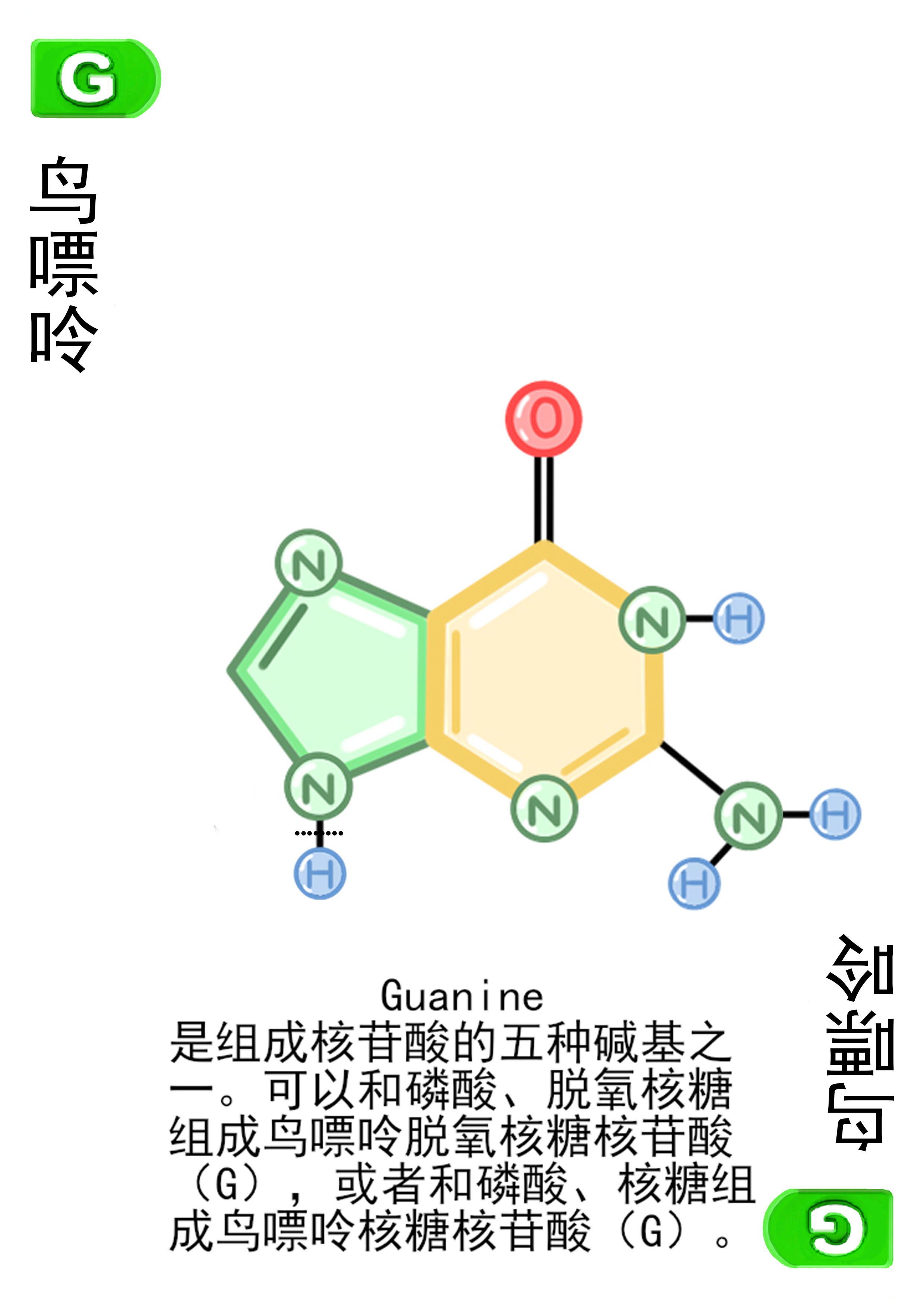 19-鸟嘌呤