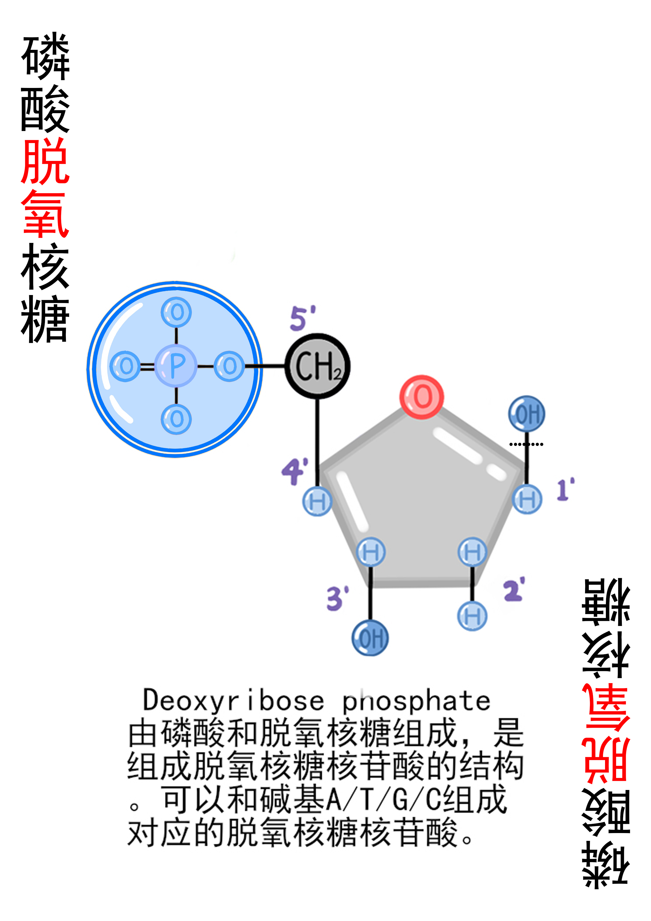 23-磷酸脱氧核糖-特殊