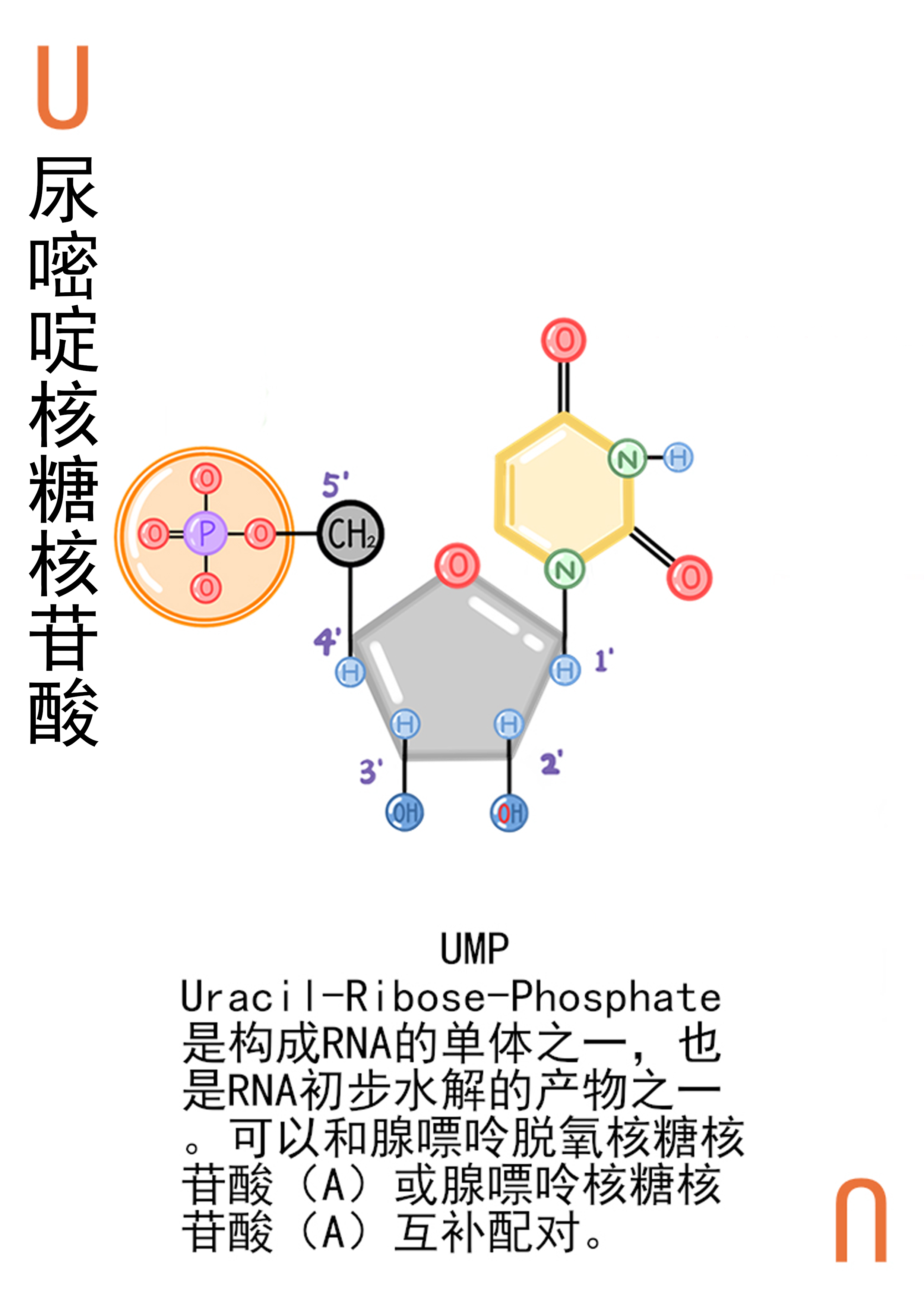 4-尿嘧啶核糖核苷酸展示