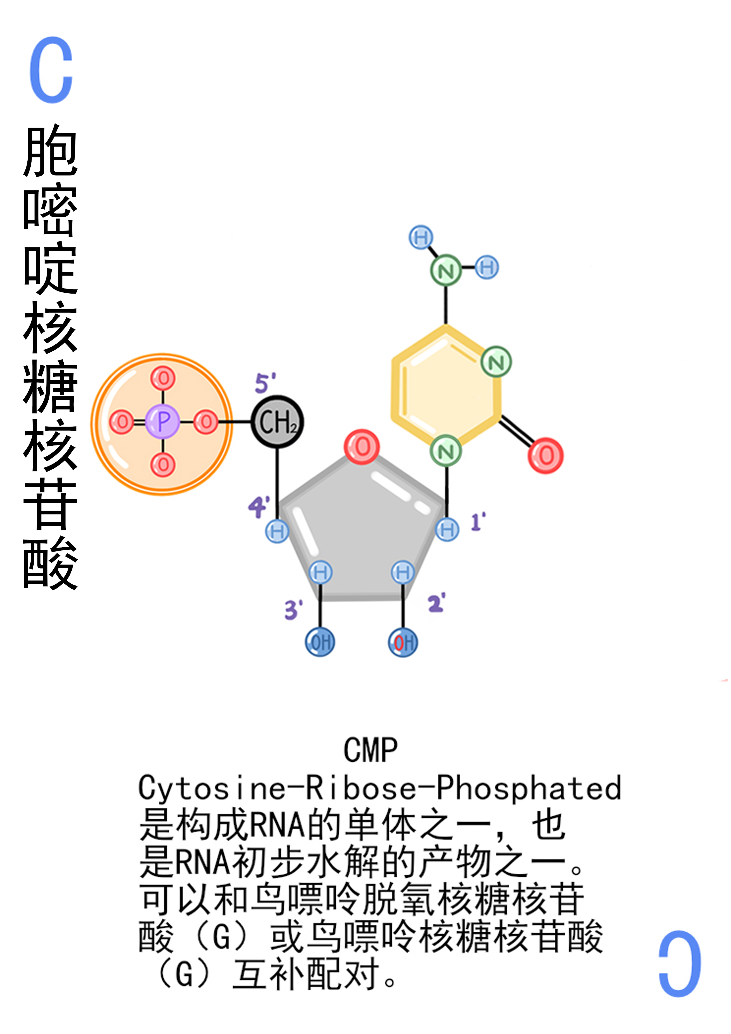 4-胞嘧啶核糖核苷酸展示