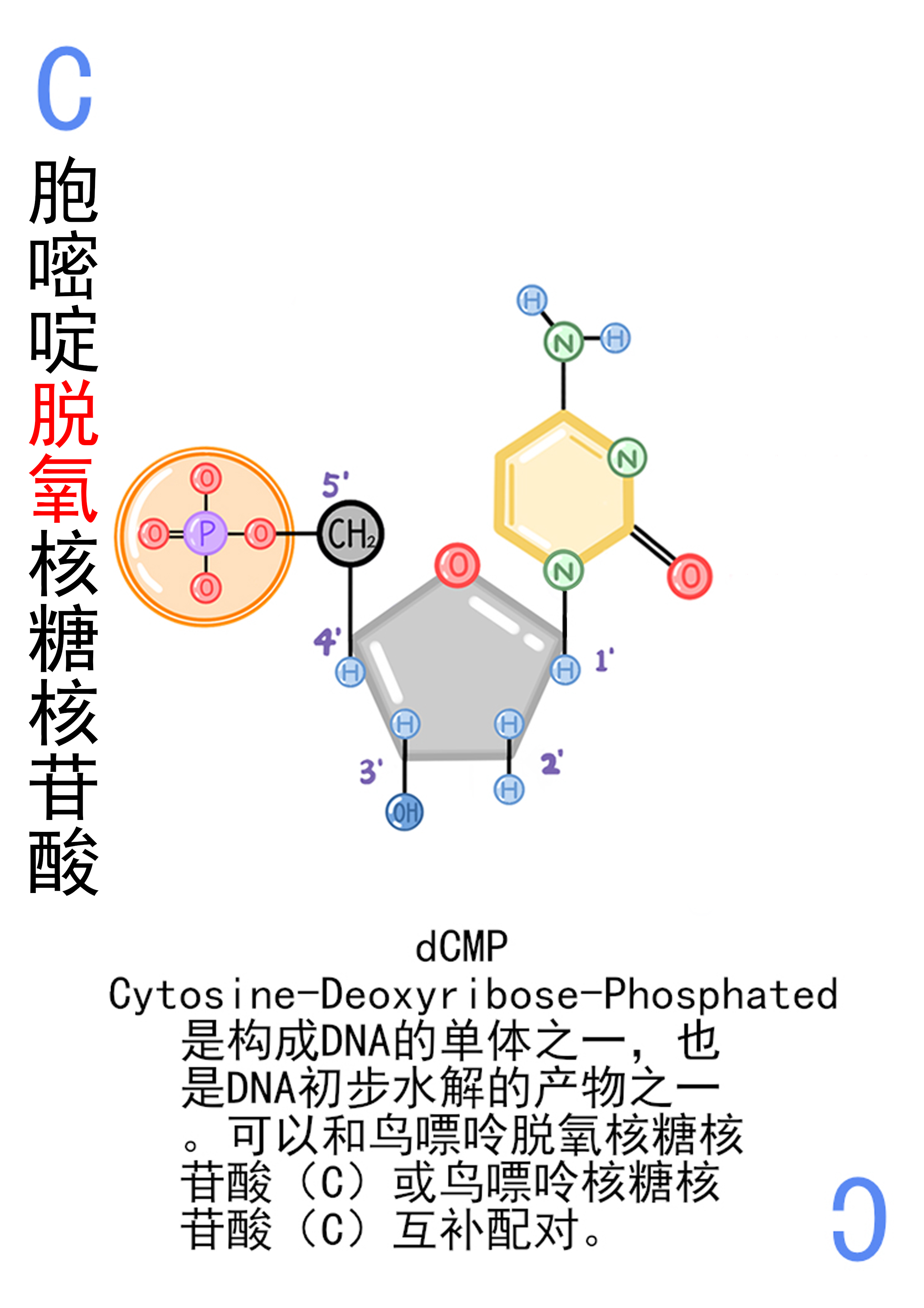 4-胞嘧啶脱氧核糖核苷酸展示