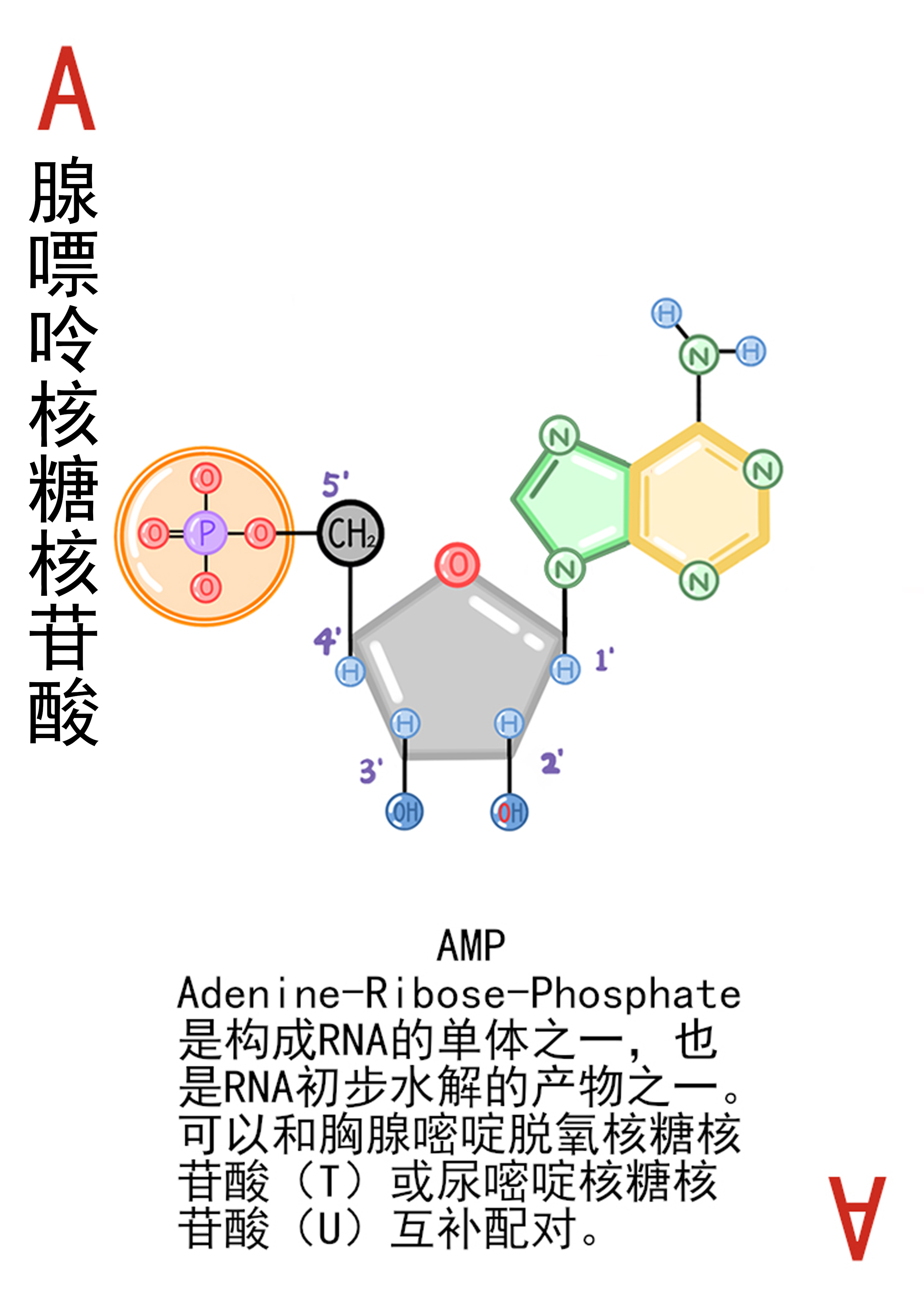 4-腺嘌呤核糖核苷酸展示