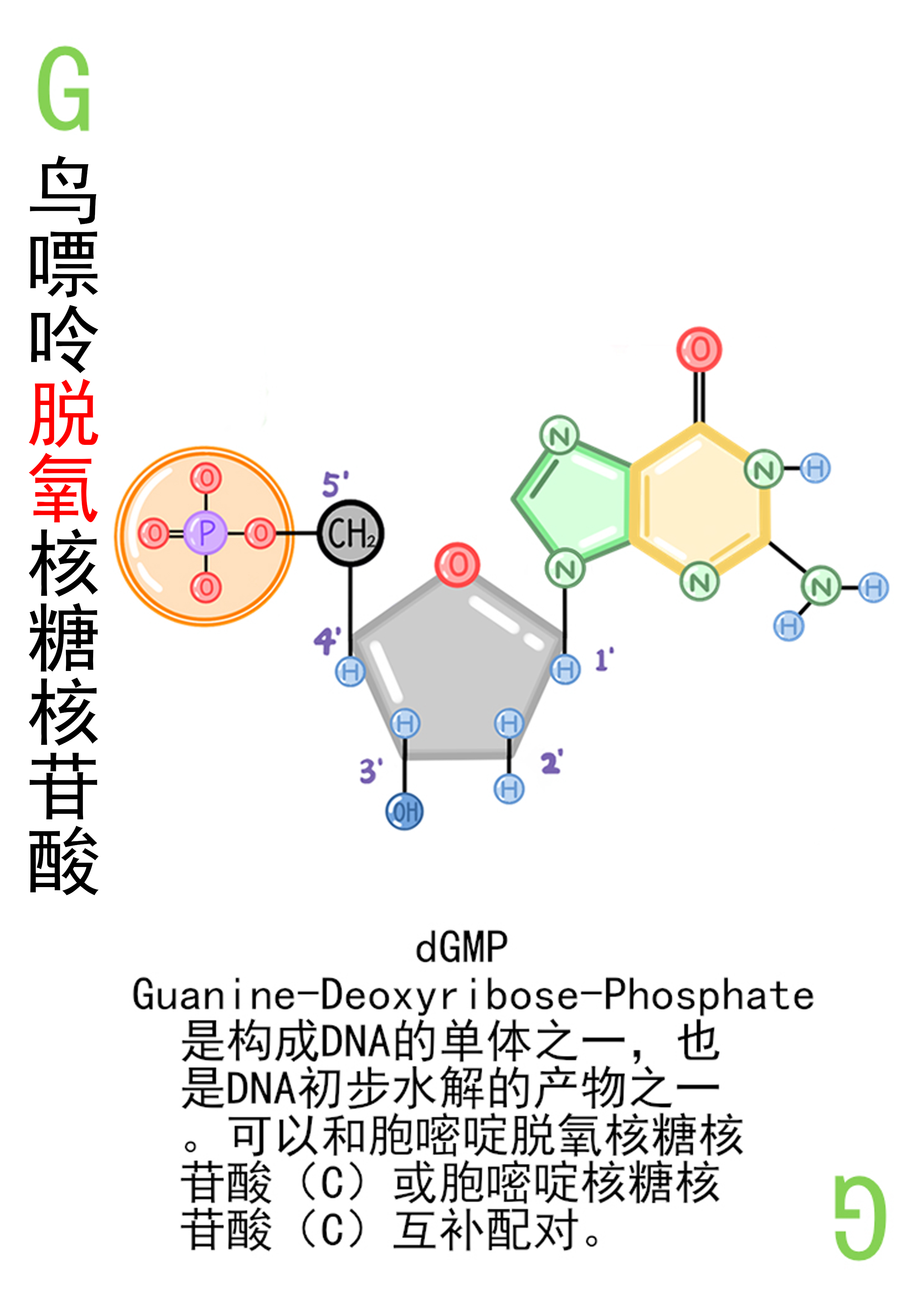 4-鸟嘌呤脱氧核糖核苷酸展示