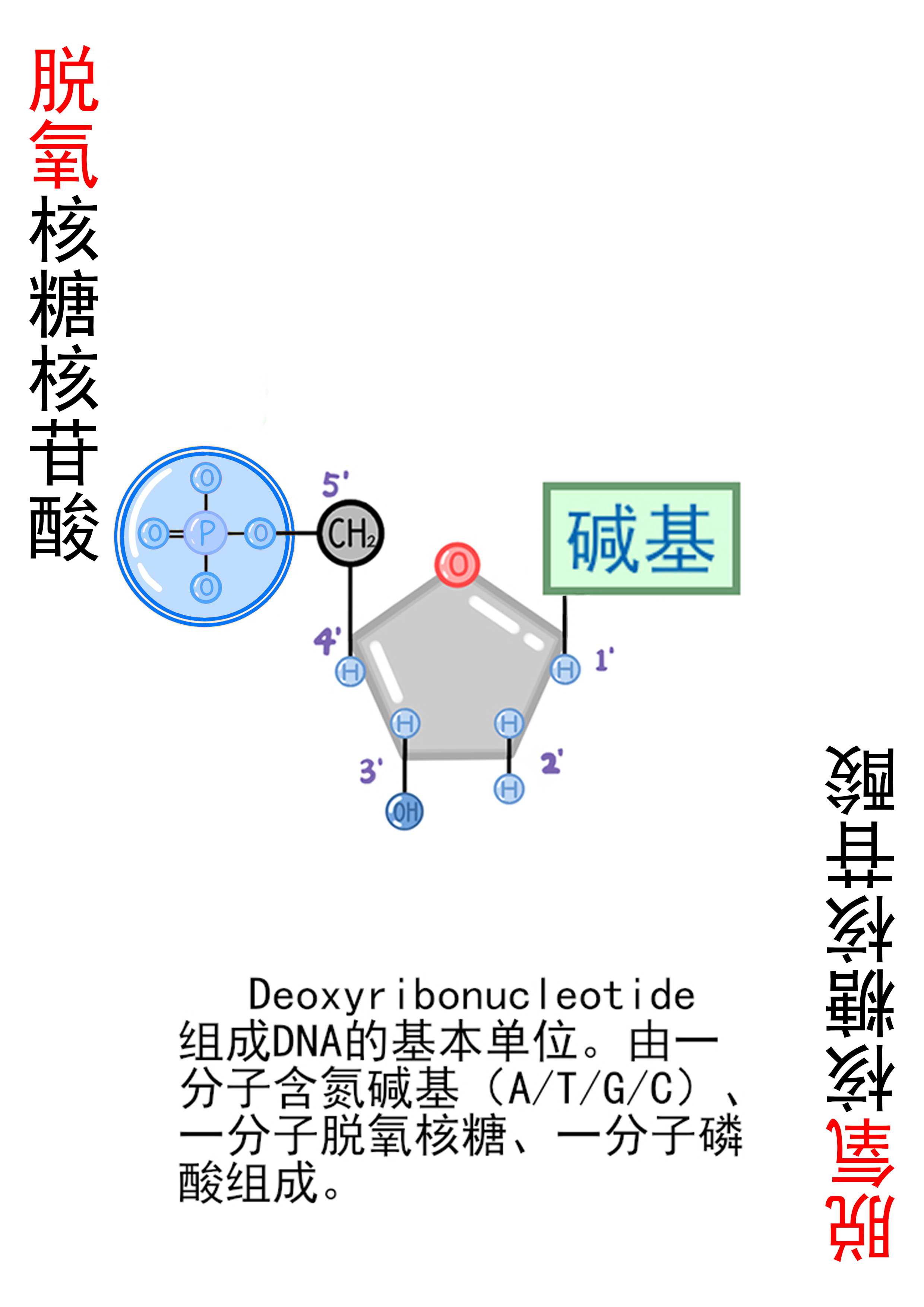5-脱氧核糖核苷酸-特殊