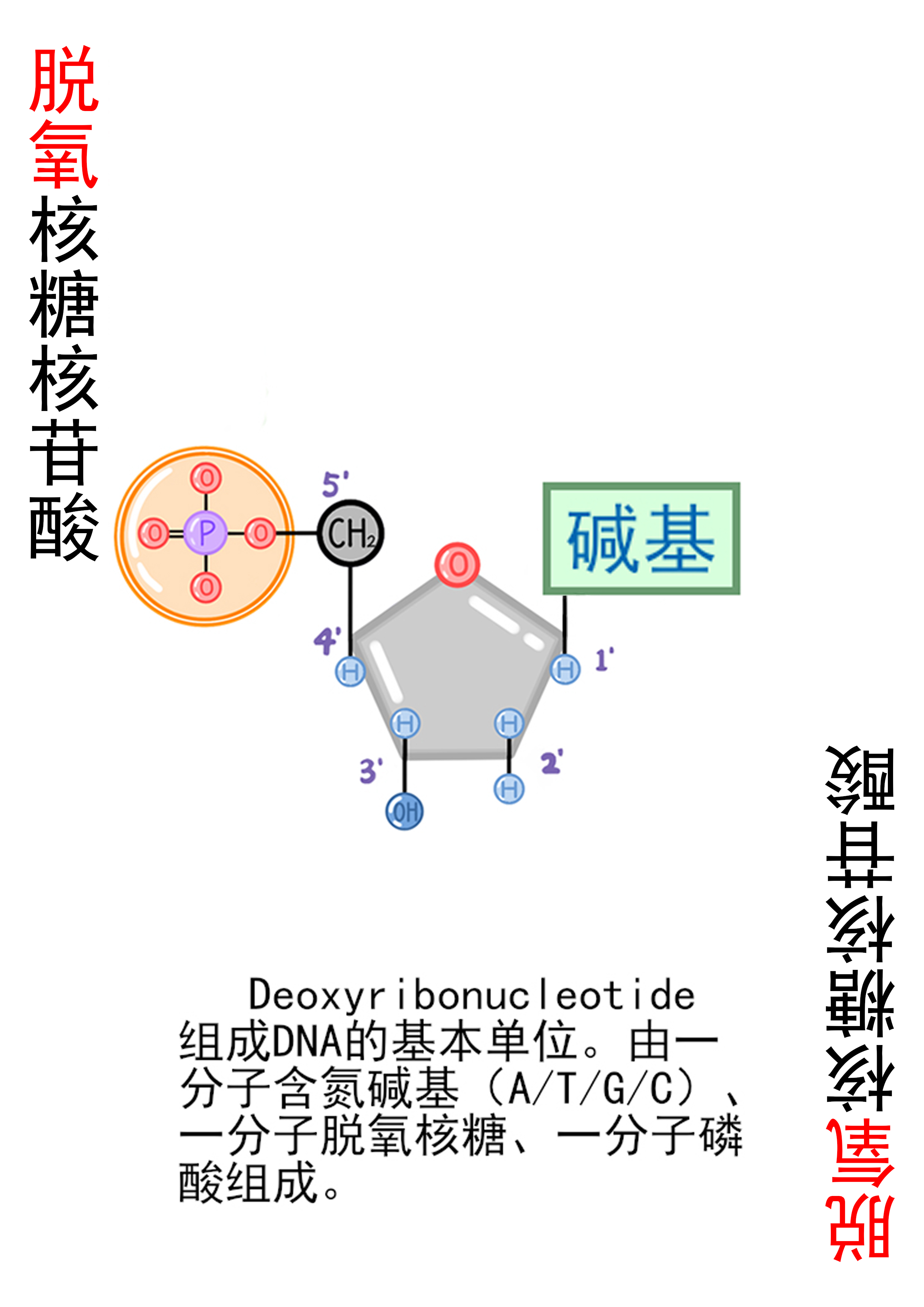 5-脱氧核糖核苷酸