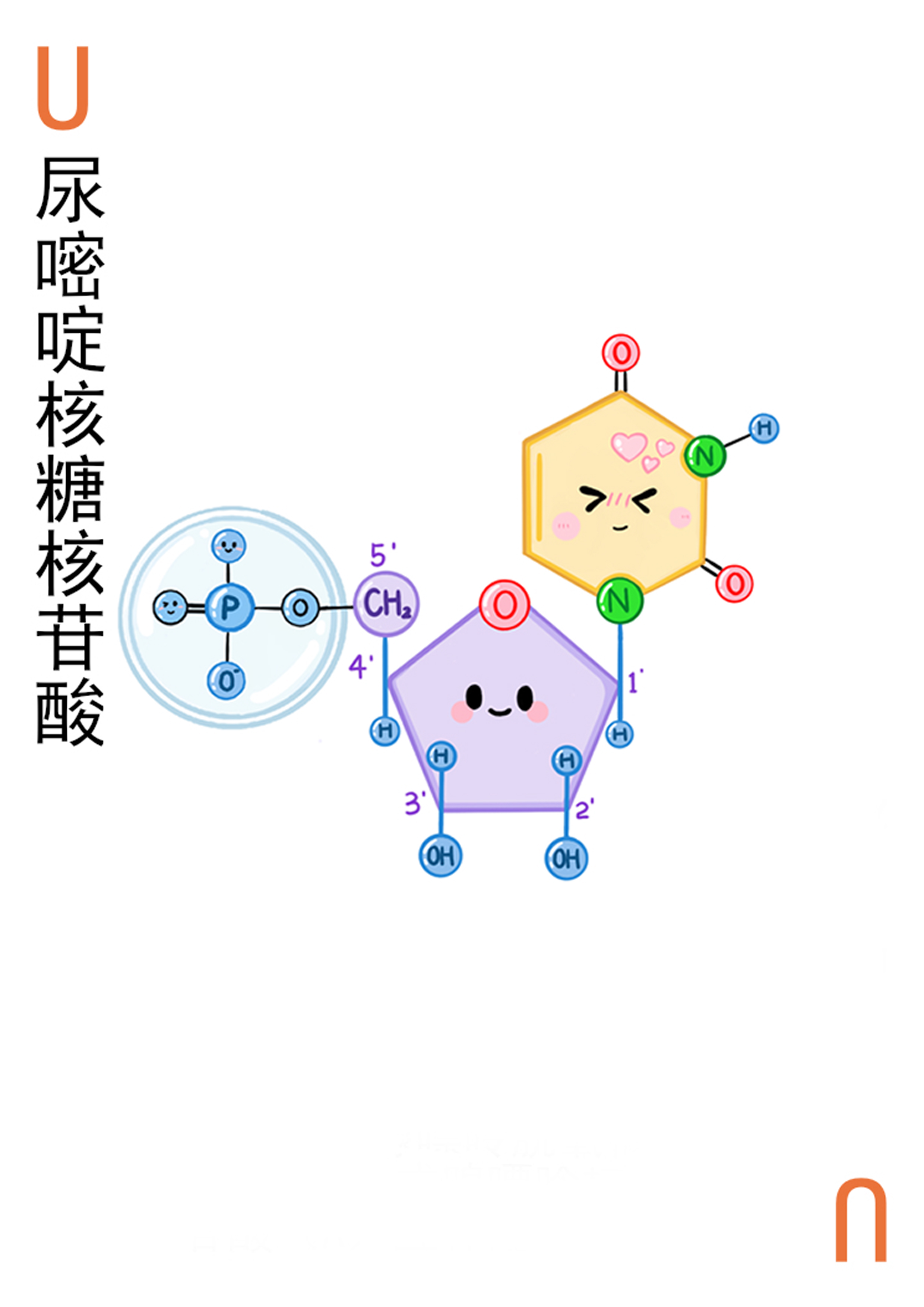 4-尿嘧啶核糖核苷酸