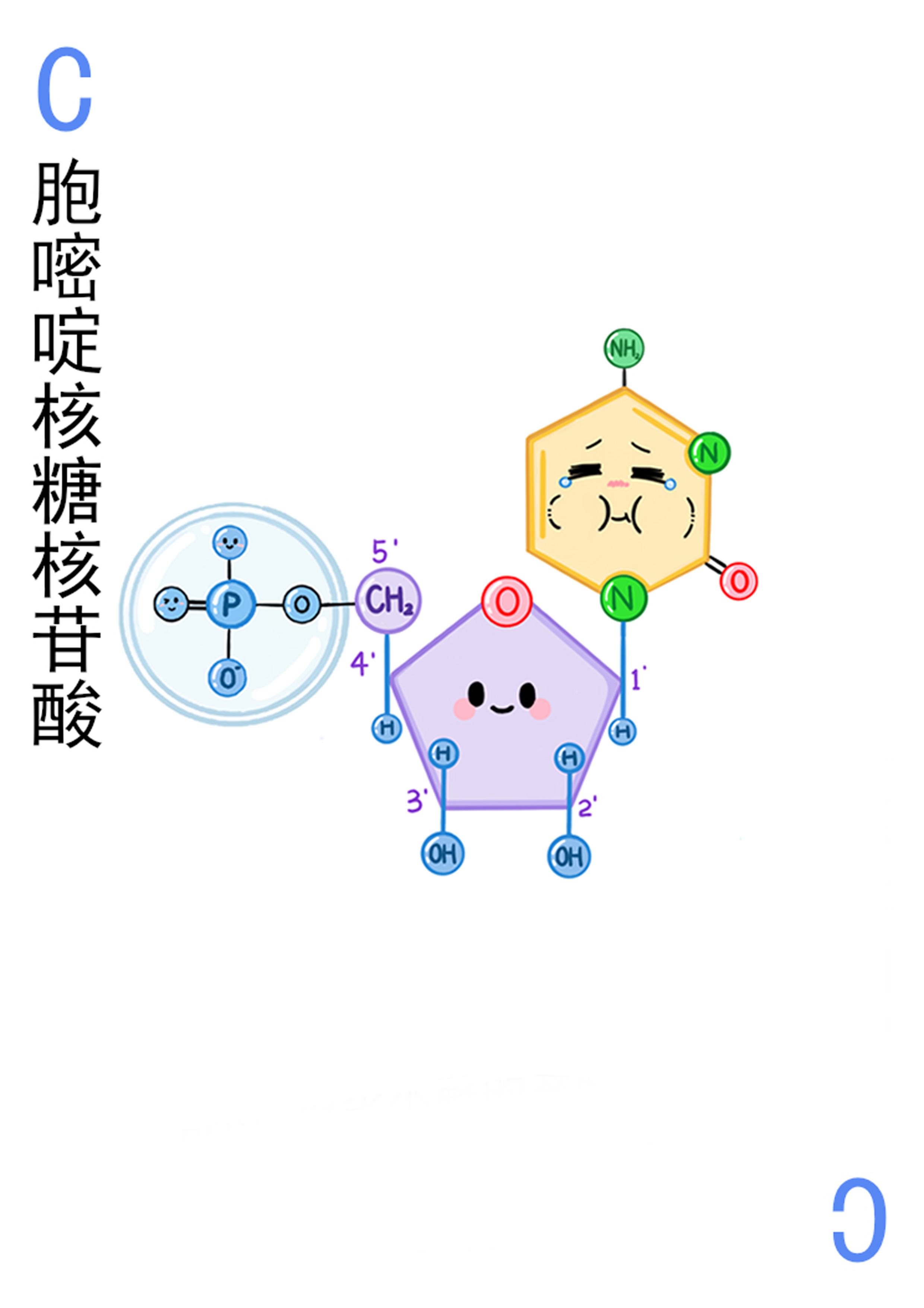4-胞嘧啶核糖核苷酸