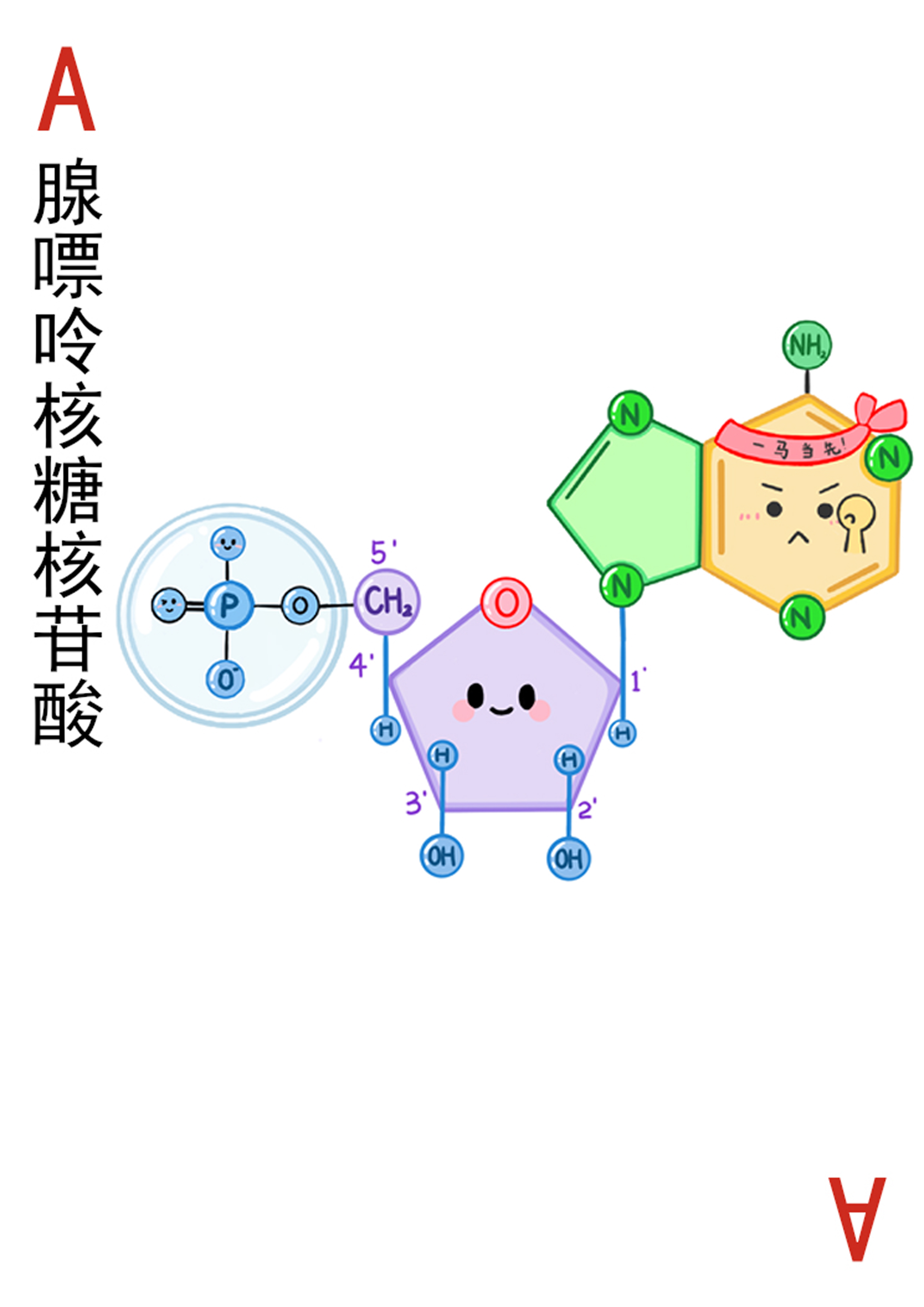4-腺嘌呤核糖核苷酸