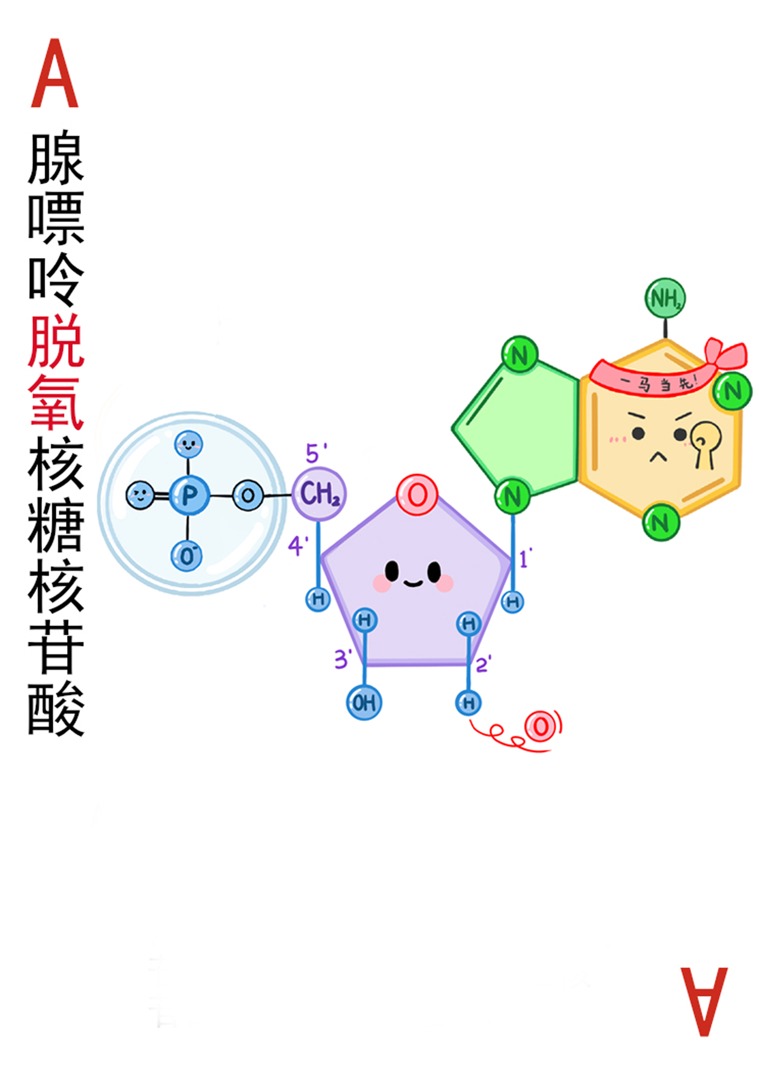 4-腺嘌呤脱氧核糖核苷酸
