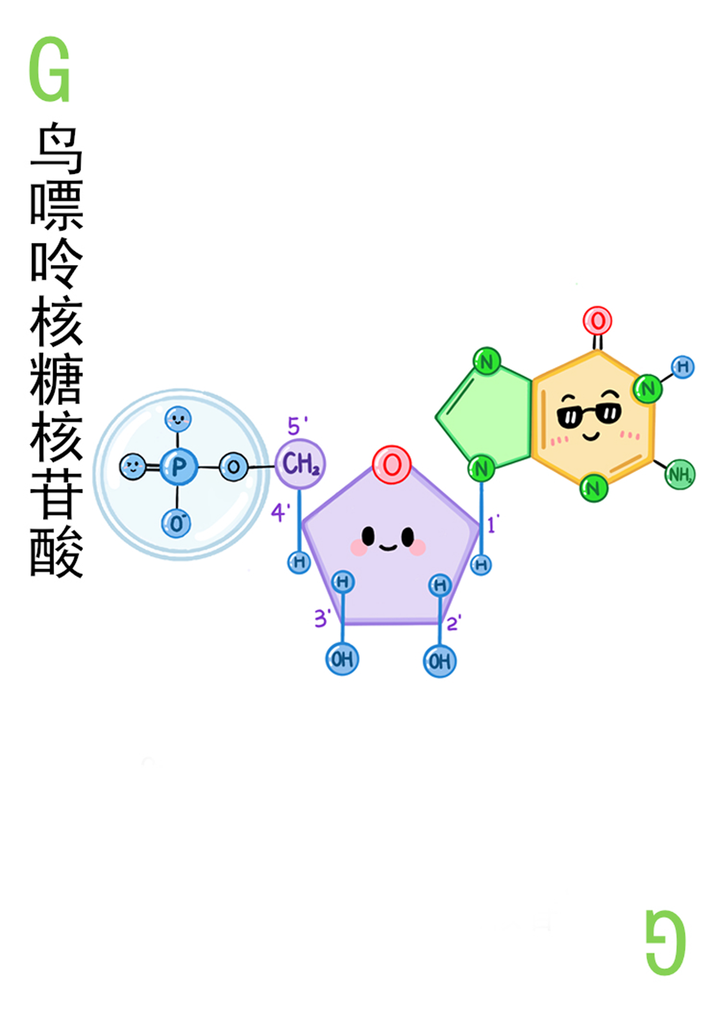 4-鸟嘌呤核糖核苷酸